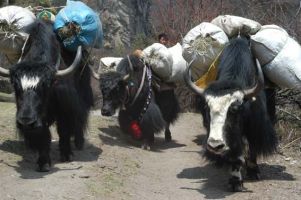 Unsere Yaks im Aufstieg zum Kloster Tengpoche